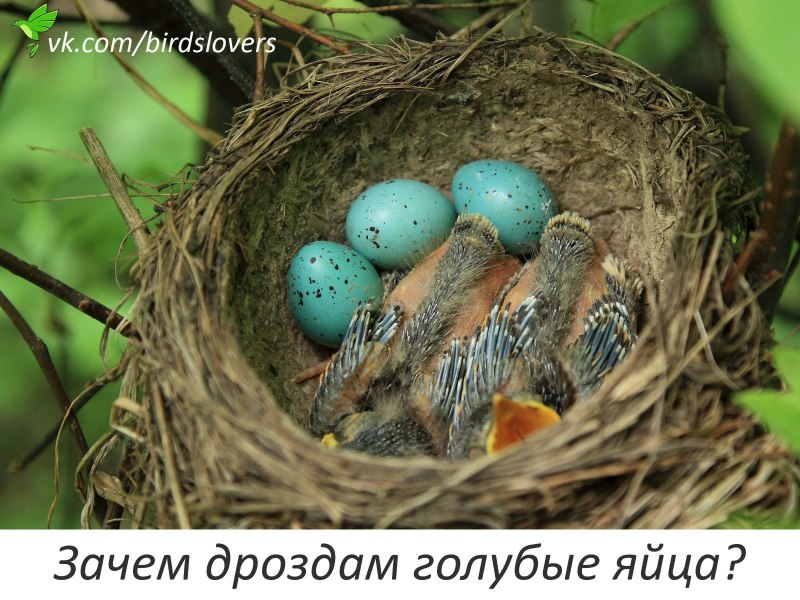 Гнездо певчего дрозда