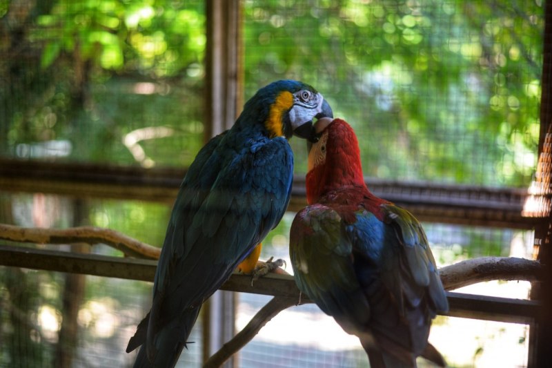 Сине-жёлтый ара Zoo Landia