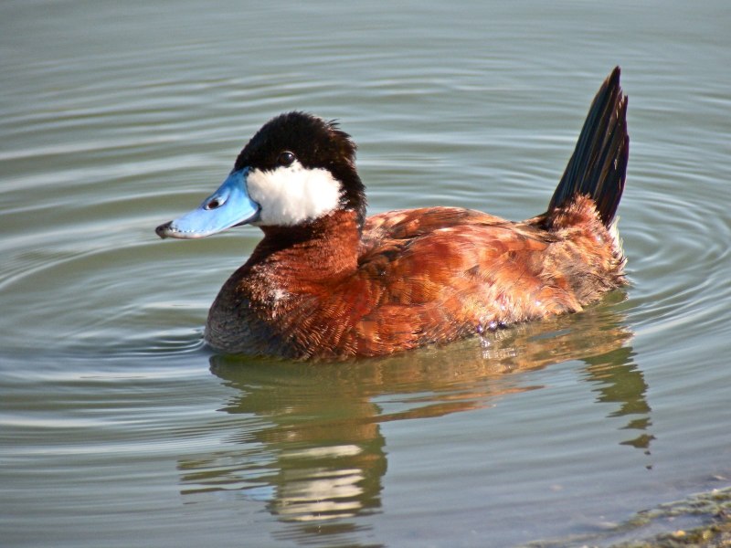 Американская Савка Oxyura jamaicensis