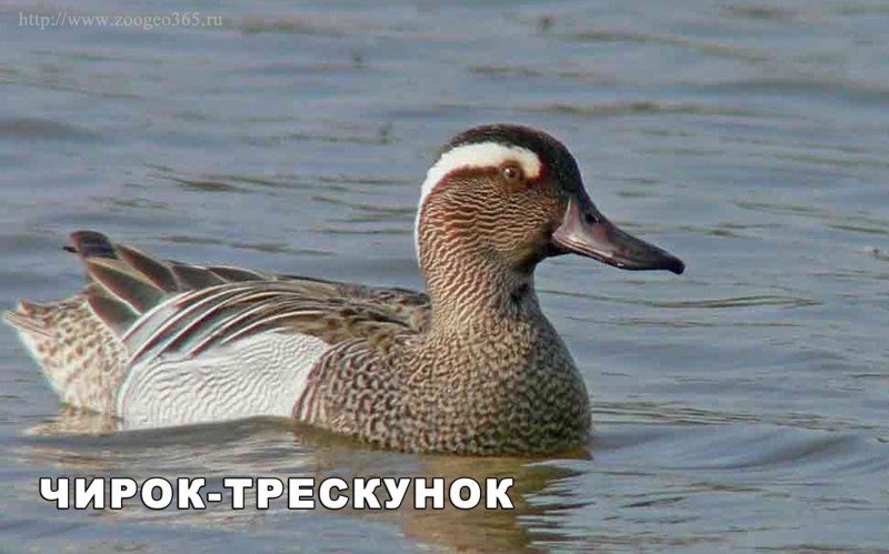 Птица чирок трескунок