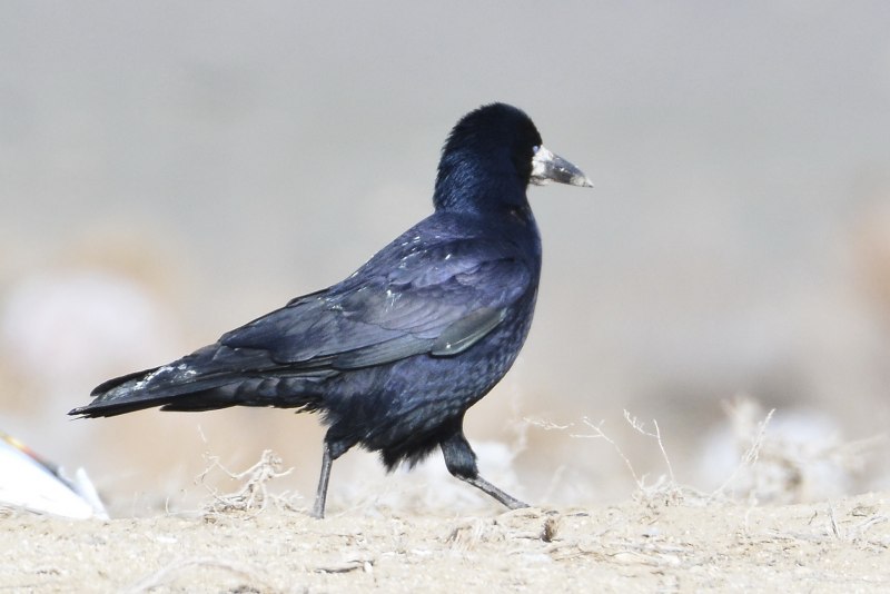 Corvus frugilegus размножение