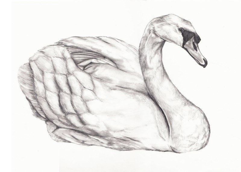 Лебедь рисунок карандашом