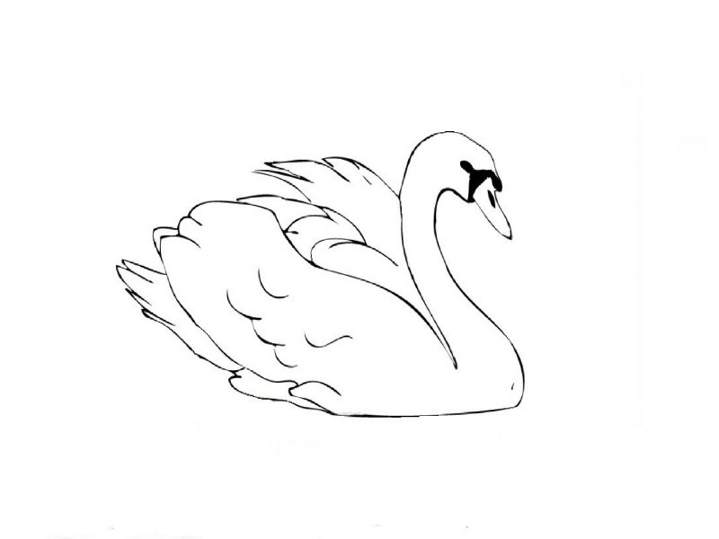 Лебедь рисунок