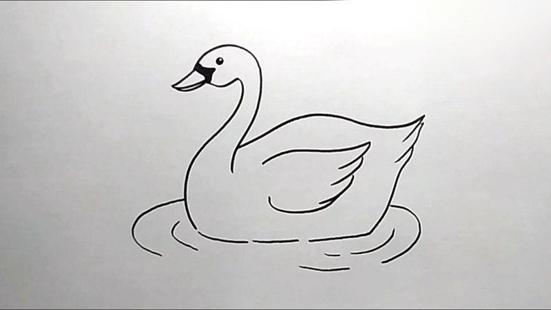 Лебедь рисунок карандашом