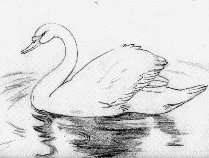 Лебедь рисунок карандашом