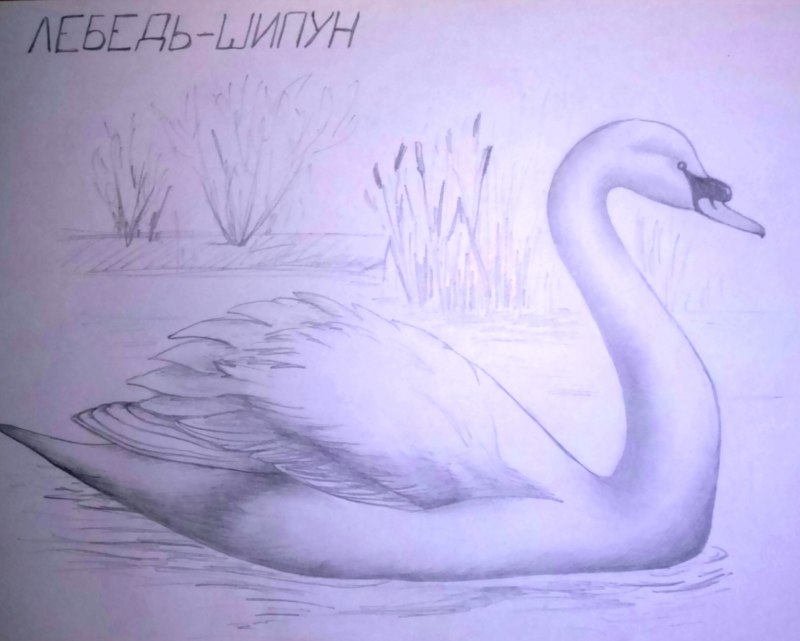 Лебедь шипун нарисовать