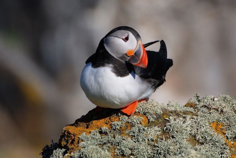 Тупик Fratercula Arctica