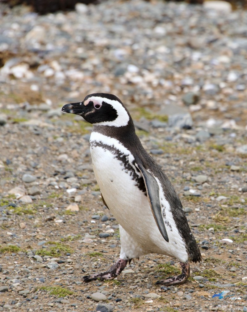 Spheniscus magellanicus
