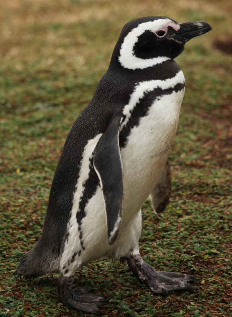 Spheniscus magellanicus