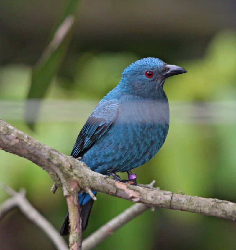 Asian Fairy-Bluebird