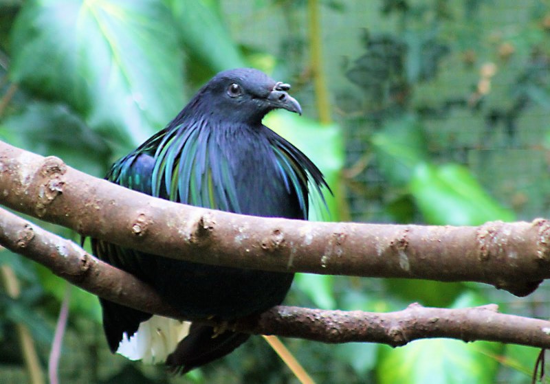 Asian Fairy-Bluebird PNG