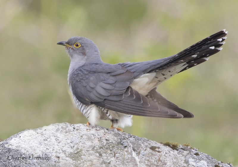 Britten Cuckoo
