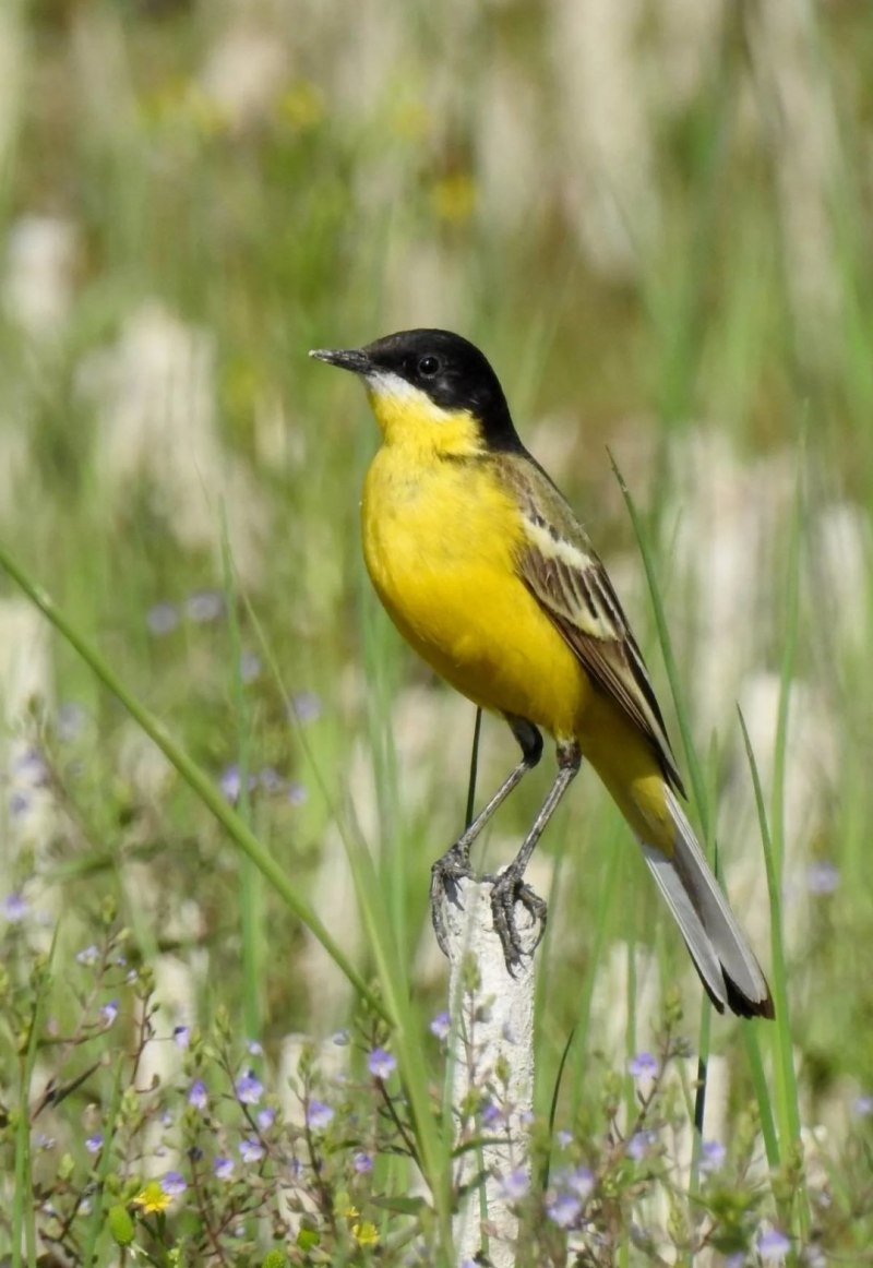 Motacilla feldegg