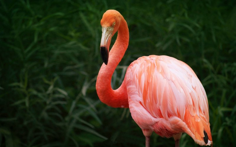 Phoenicopterus Chilensis
