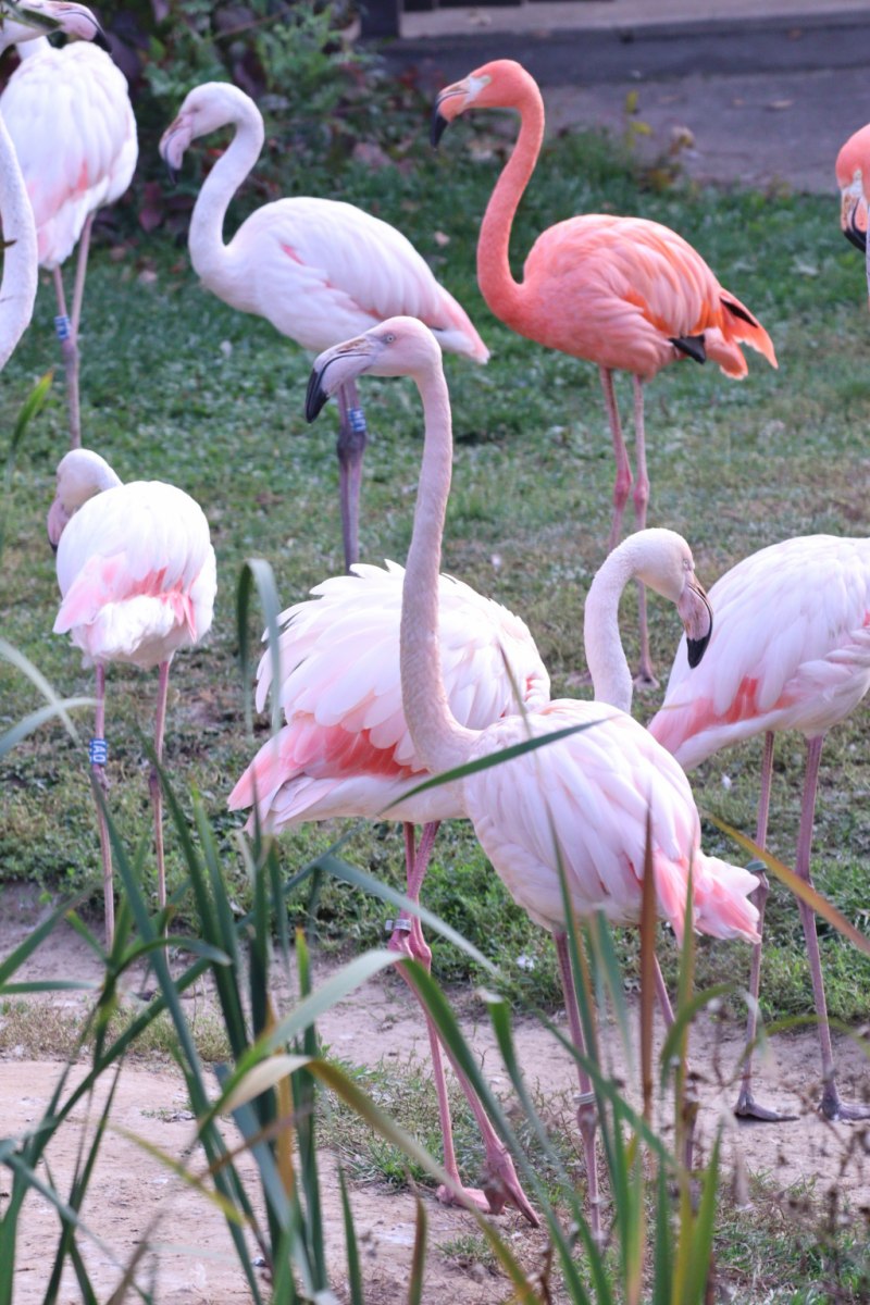 Two Flamingos on Black