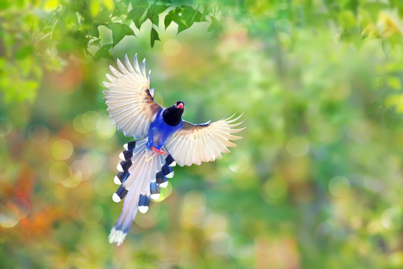 Колибри trochilidae