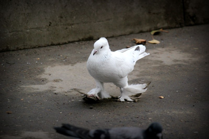 Columba Livia