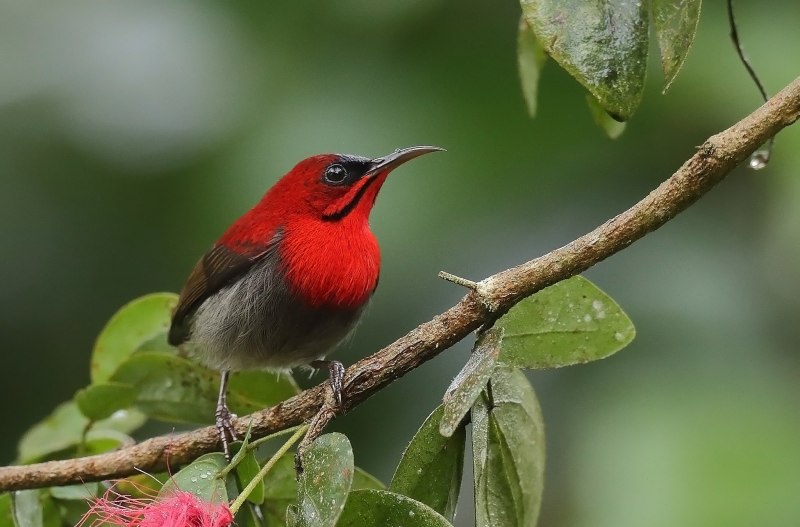 Aethopyga nipalensis