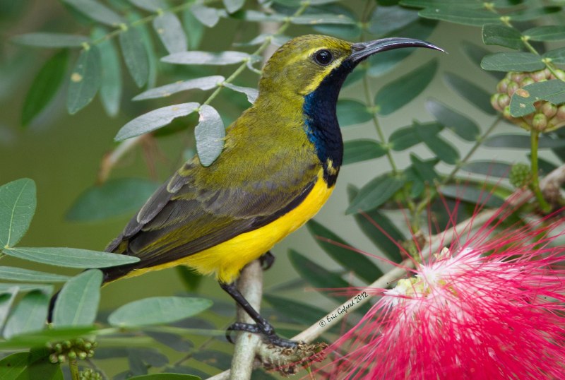 Aethopyga vigorsii