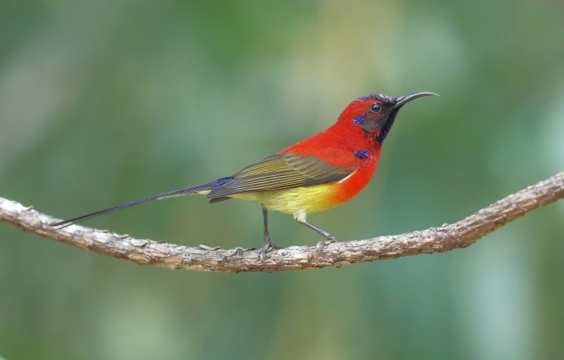 Crimson Sunbird