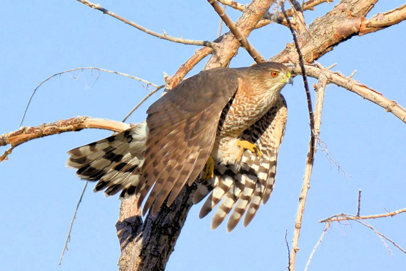 Accipiter cooperii