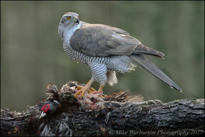 Камчатский тетеревятник Accipiter gentilis albidus