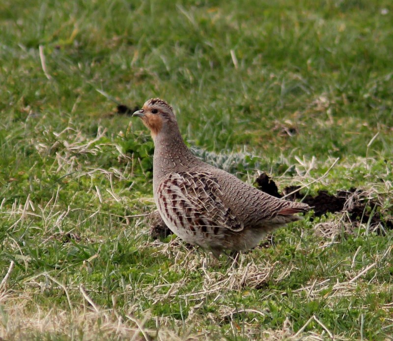 Mesoenatidae пастушковые куропатки