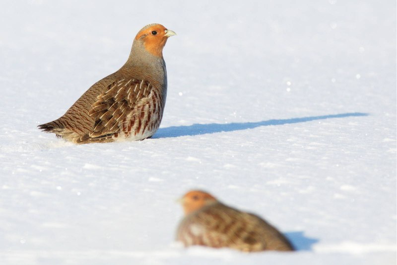 Серая куропатка (Perdix Perdix)