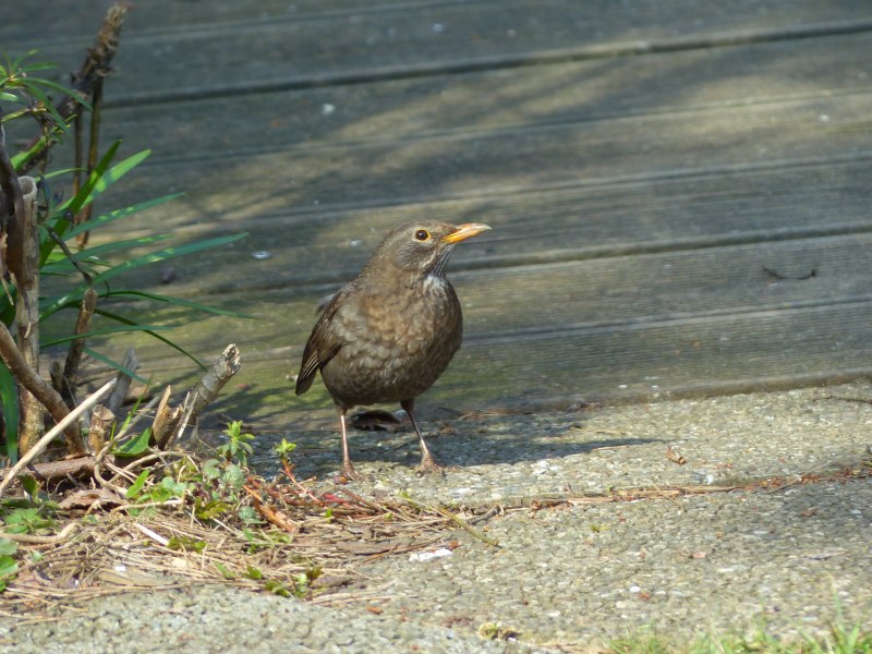 Turdus Merula группа