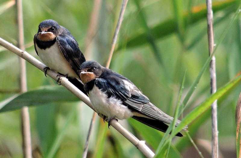 Tachycineta euchrysea