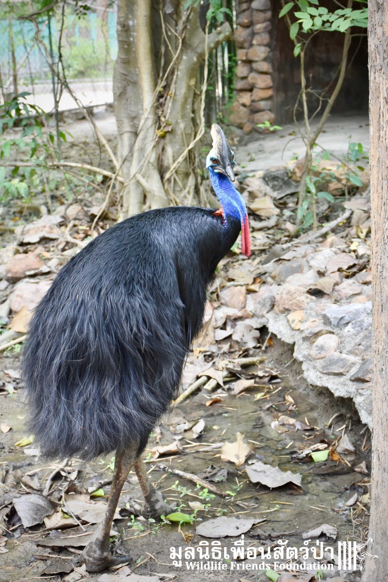 Casuarius casuarius