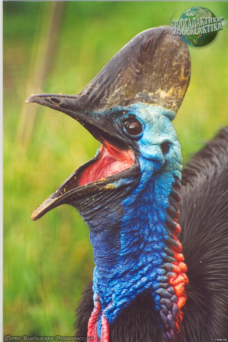 Casuarius casuarius