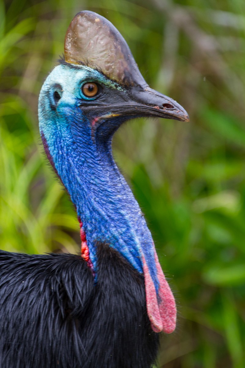 Casuarius casuarius