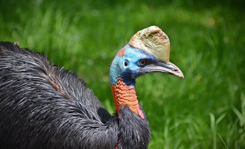 Шлемоносный казуар (casuarius casuarius);