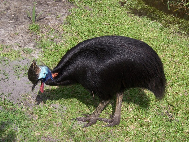 Шлемоносный казуар (casuarius casuarius);
