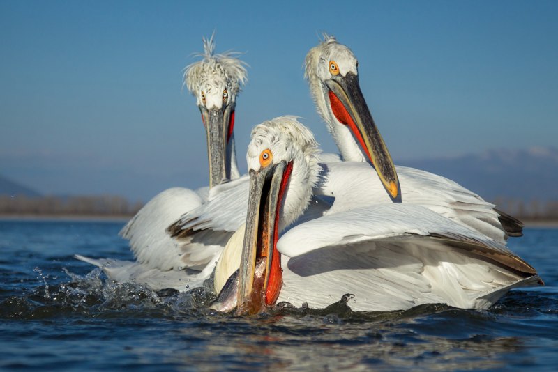 Пеликан кудрявый (Pelecanus crispus)
