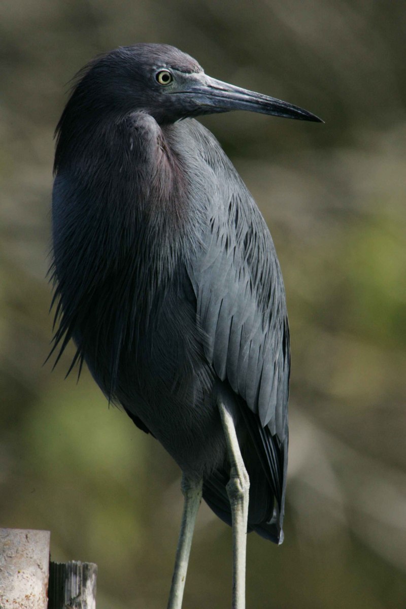 Snipe's subordinate