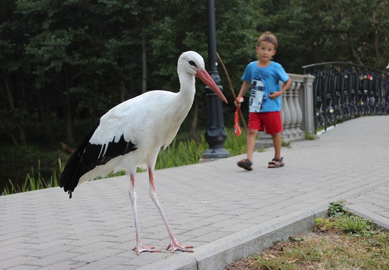 Белый Аист на природе