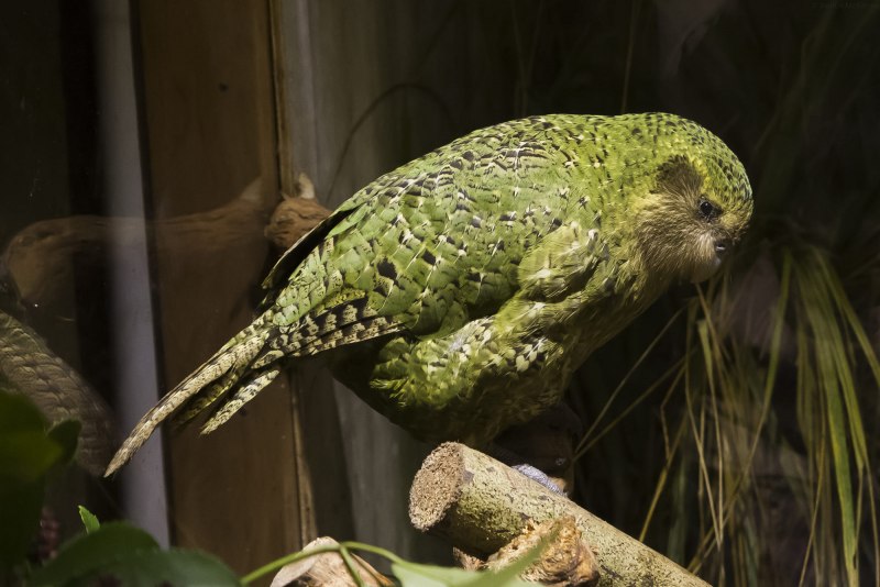 Попугай какапо (33 фото)