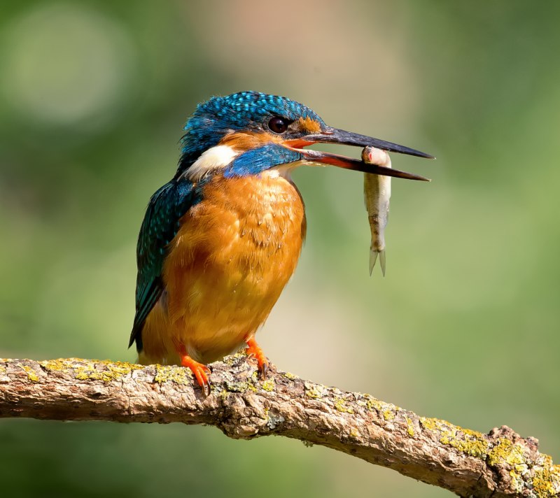 Обыкновенный Зимородок - Alcedo Atthis