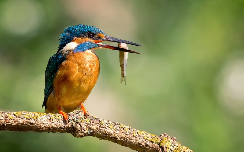 Обыкновенный Зиморо́док ( Alcedo Atthis)