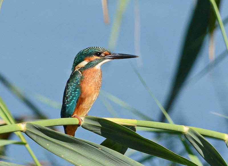 Kingfisher snwhy7