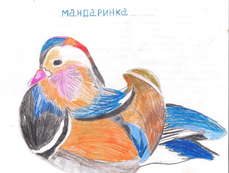 Утка Мандаринка