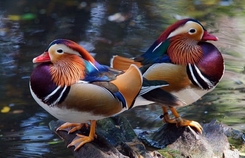 Mandarina Duck Bird