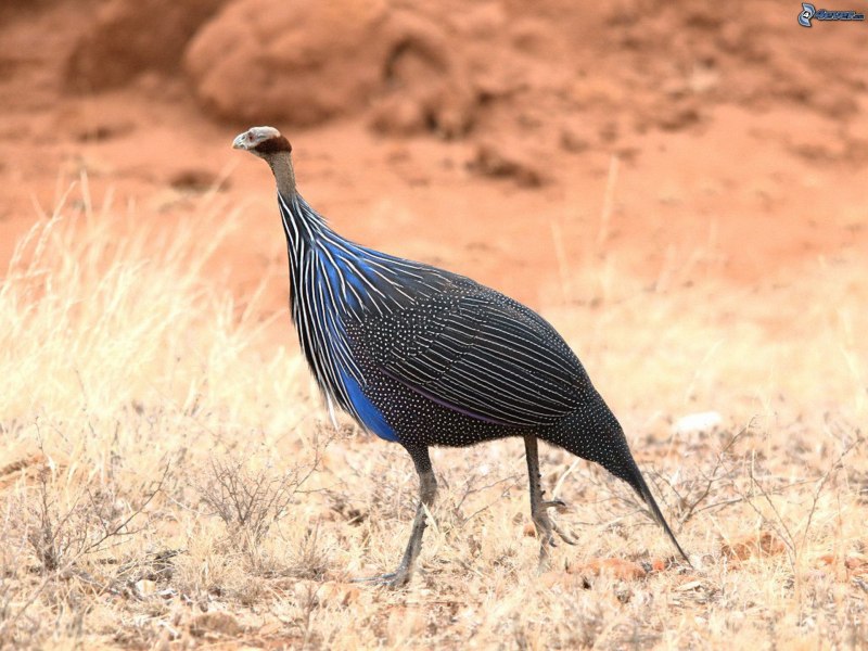 Vulturine Guineafowl