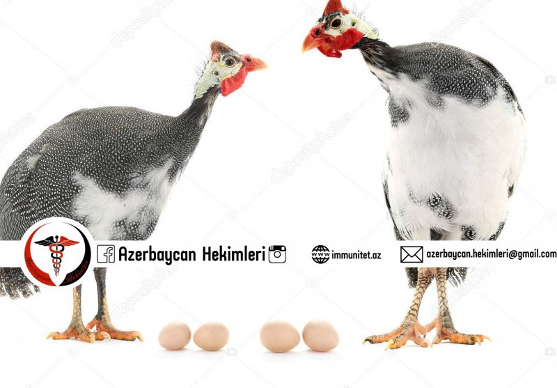Цесарка Среднеазиатская