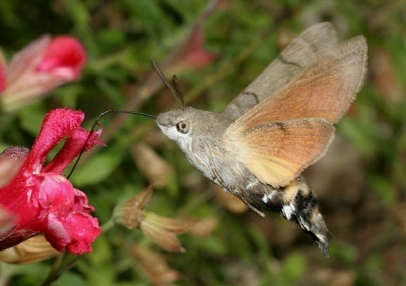 Бражник языкан Macroglossum