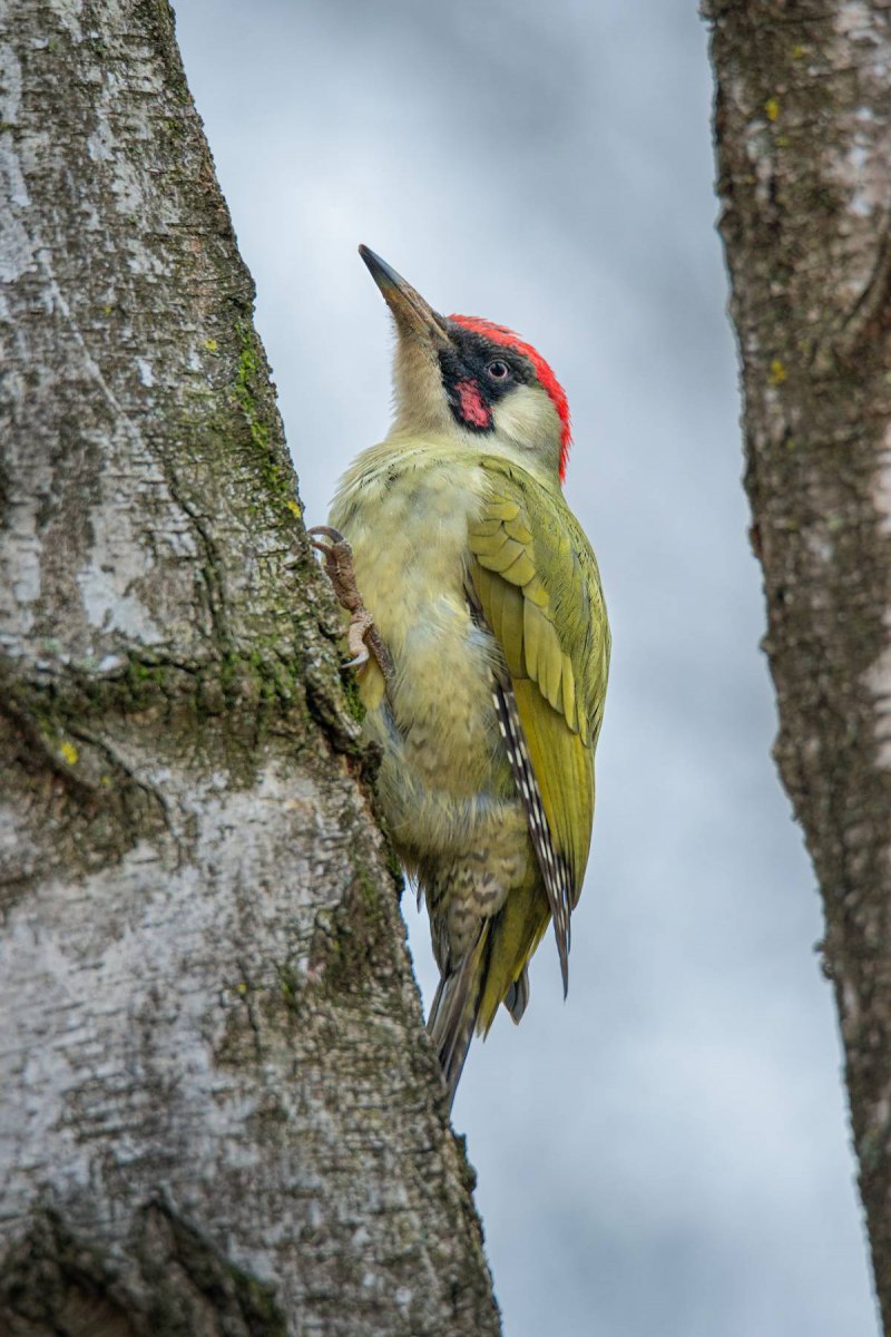 Picus viridis (зеленый дятел)
