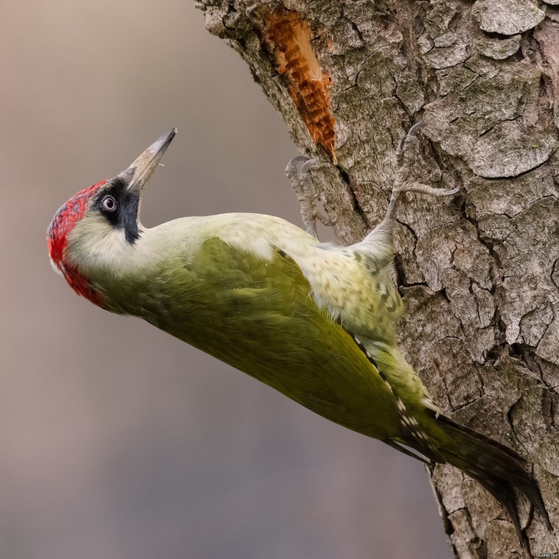 Picus viridis (зеленый дятел)