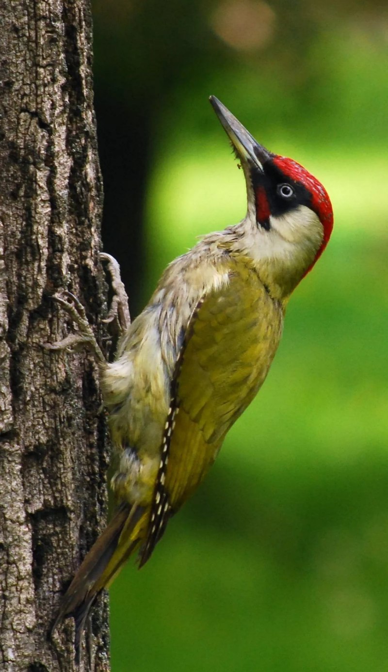 Picus viridis (зеленый дятел) гнездо